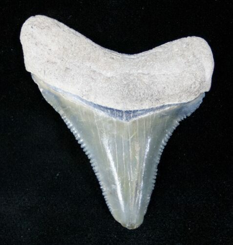 Beautifully Serrated Bone Valley Meg Tooth #12186